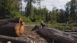 Best Tree Mulching  in Coweta, OK