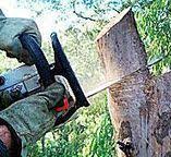 Best Tree Preservation Services  in Coweta, OK