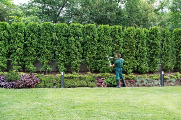 Best Emergency Tree Removal  in Coweta, OK