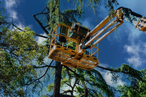 Best Tree Removal  in Coweta, OK