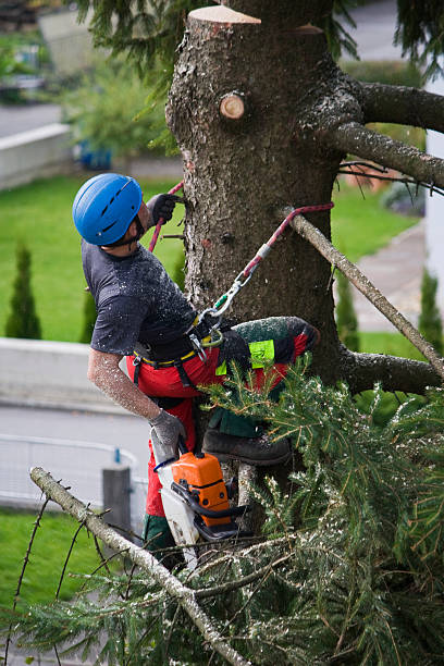 Best Stump Grinding and Removal  in Coweta, OK