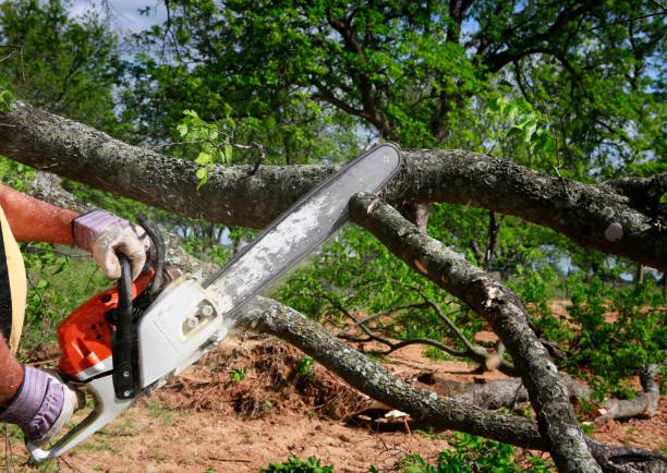 How Our Tree Care Process Works  in  Coweta, OK